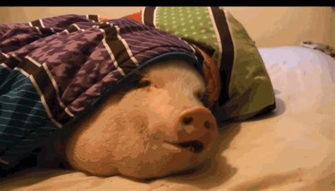 睡覺對著鏡子 豬幾歲